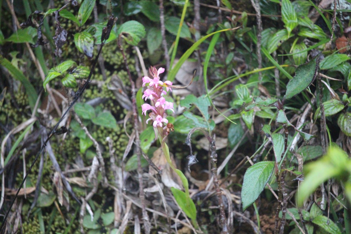 Satyrium